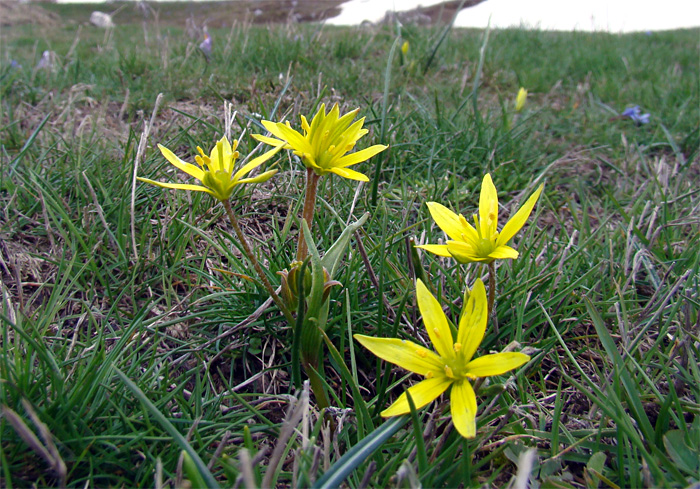 Gagea lutea